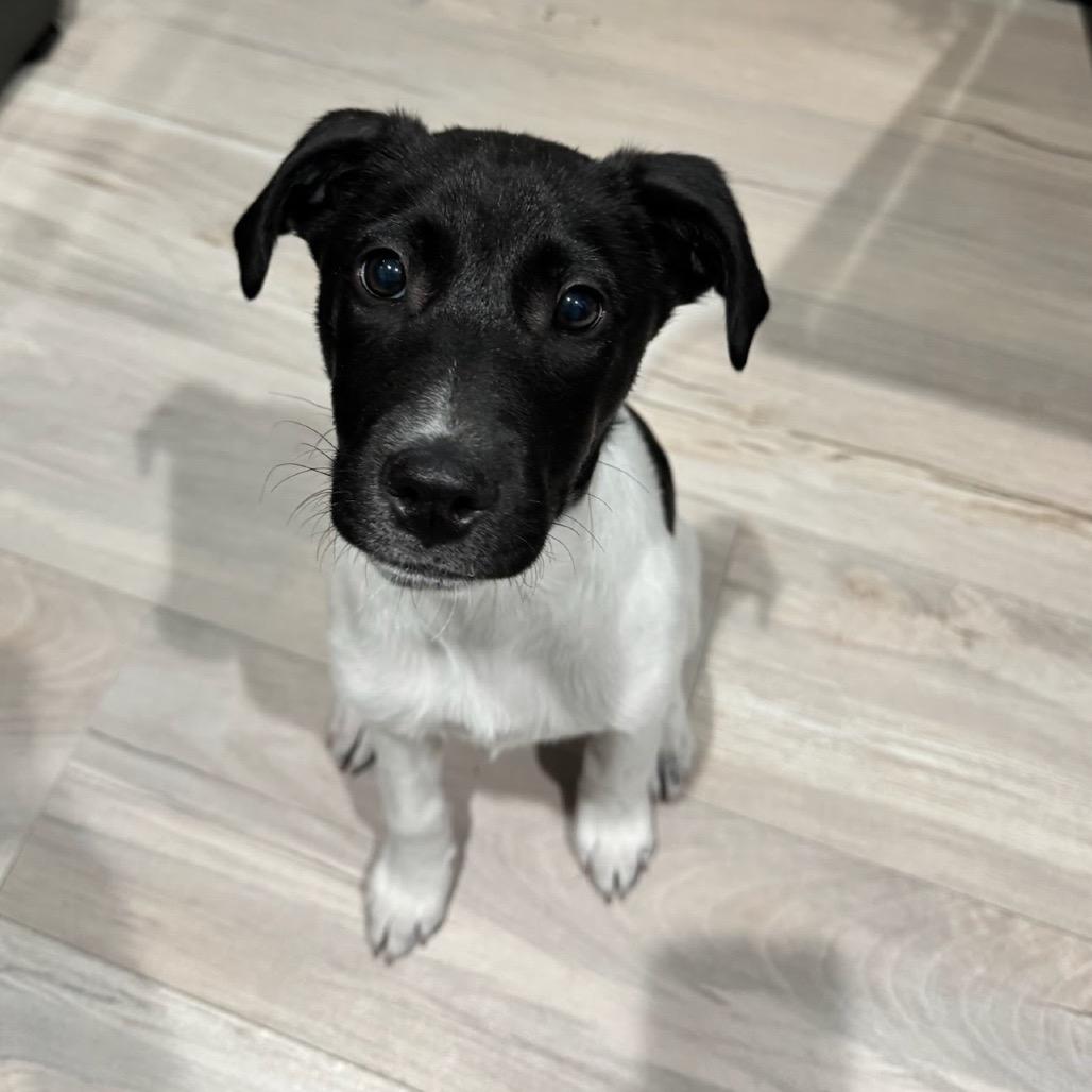 Enlarge Bella, a Adoptable Mixed Breed in San Antonio, TX image 6/6