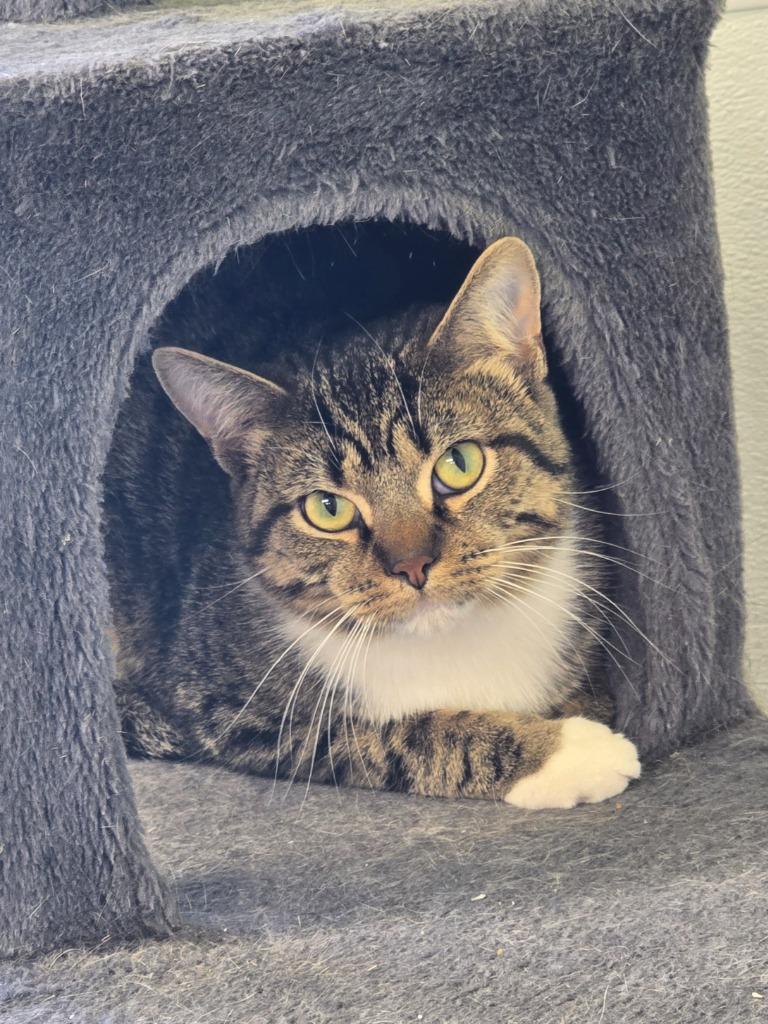 Uncle John, Adoptable, Young Male Domestic Short Hair.