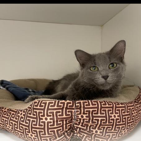 Hummingbird, Adoptable, Young Female Domestic Medium Hair.