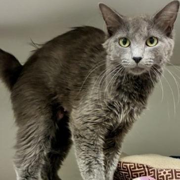 Enlarge Hummingbird, a Adoptable Domestic Medium Hair in Downers Grove, IL image 2/2