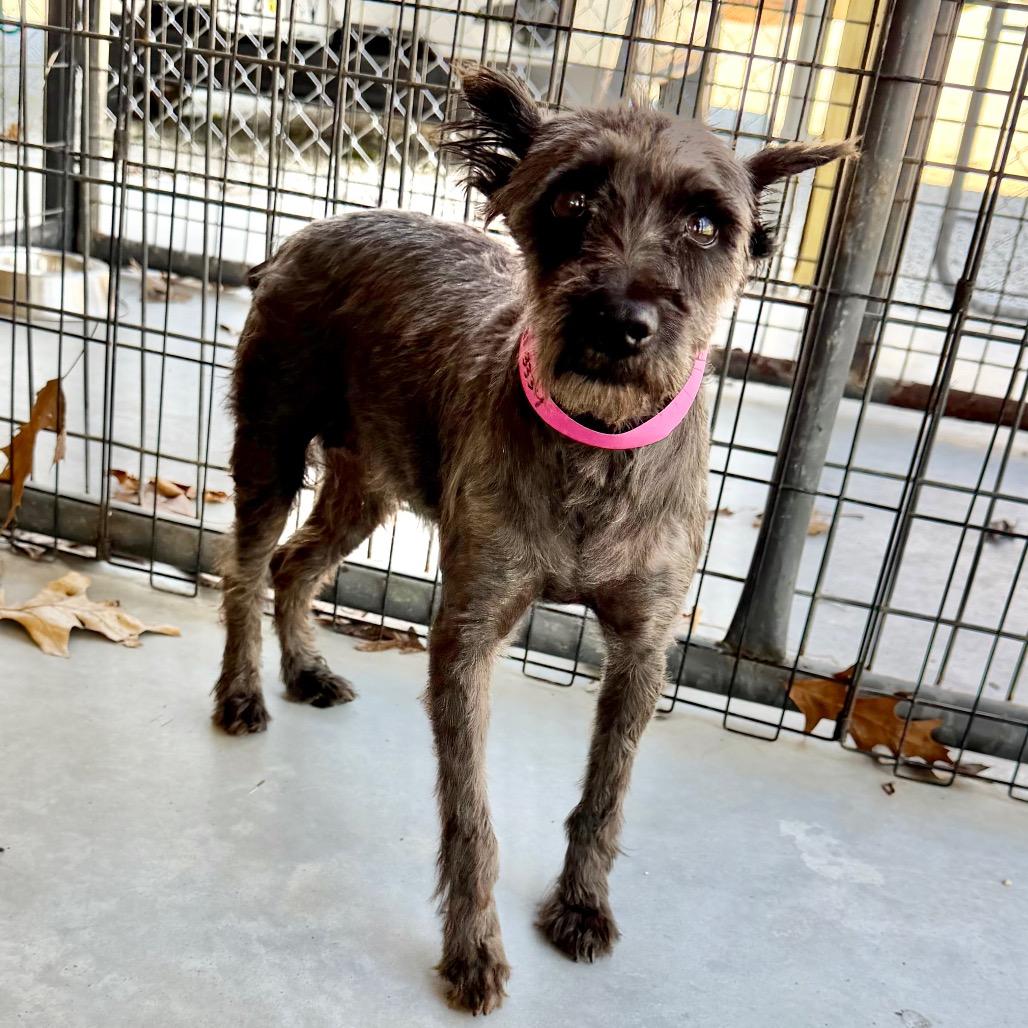 Brandy (MR26-308), Adoptable, Senior Female Miniature Schnauzer.
