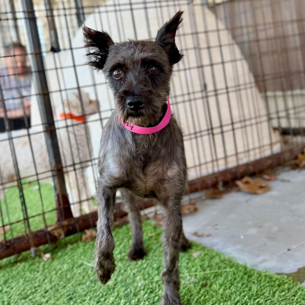 Enlarge Brandy (MR26-308), a Adoptable Miniature Schnauzer in Peyton, CO image 2/6