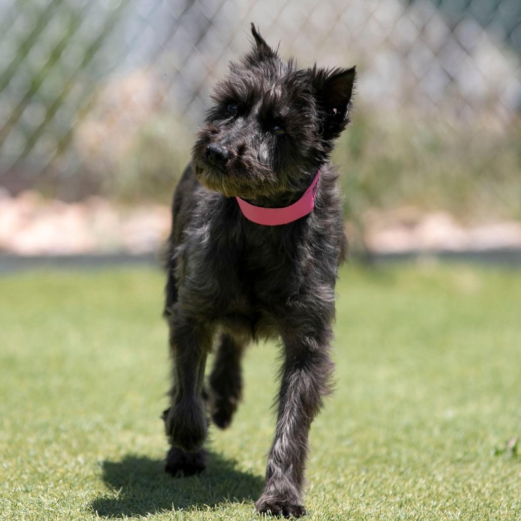 Enlarge Brandy (MR26-308), a Adoptable Miniature Schnauzer in Peyton, CO image 3/6