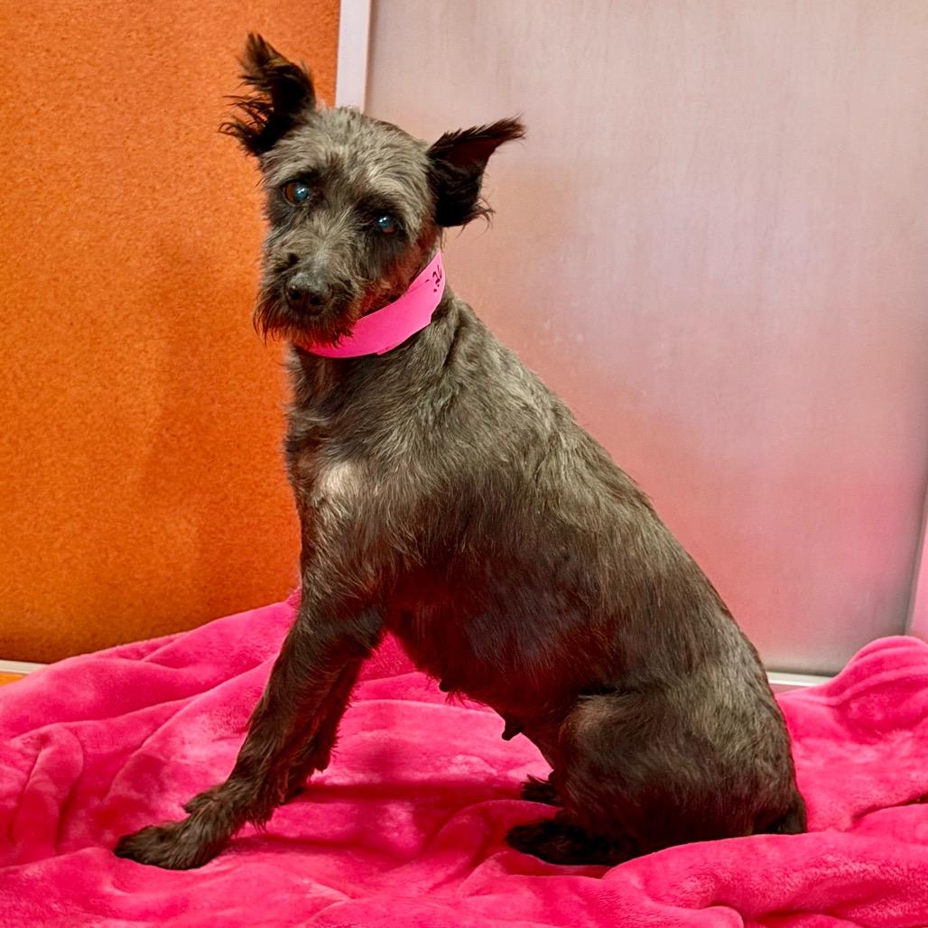 Enlarge Brandy (MR26-308), a Adoptable Miniature Schnauzer in Peyton, CO image 4/6