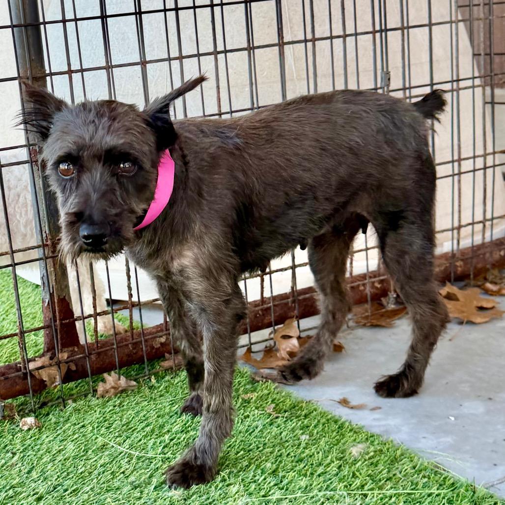 Enlarge Brandy (MR26-308), a Adoptable Miniature Schnauzer in Peyton, CO image 5/6