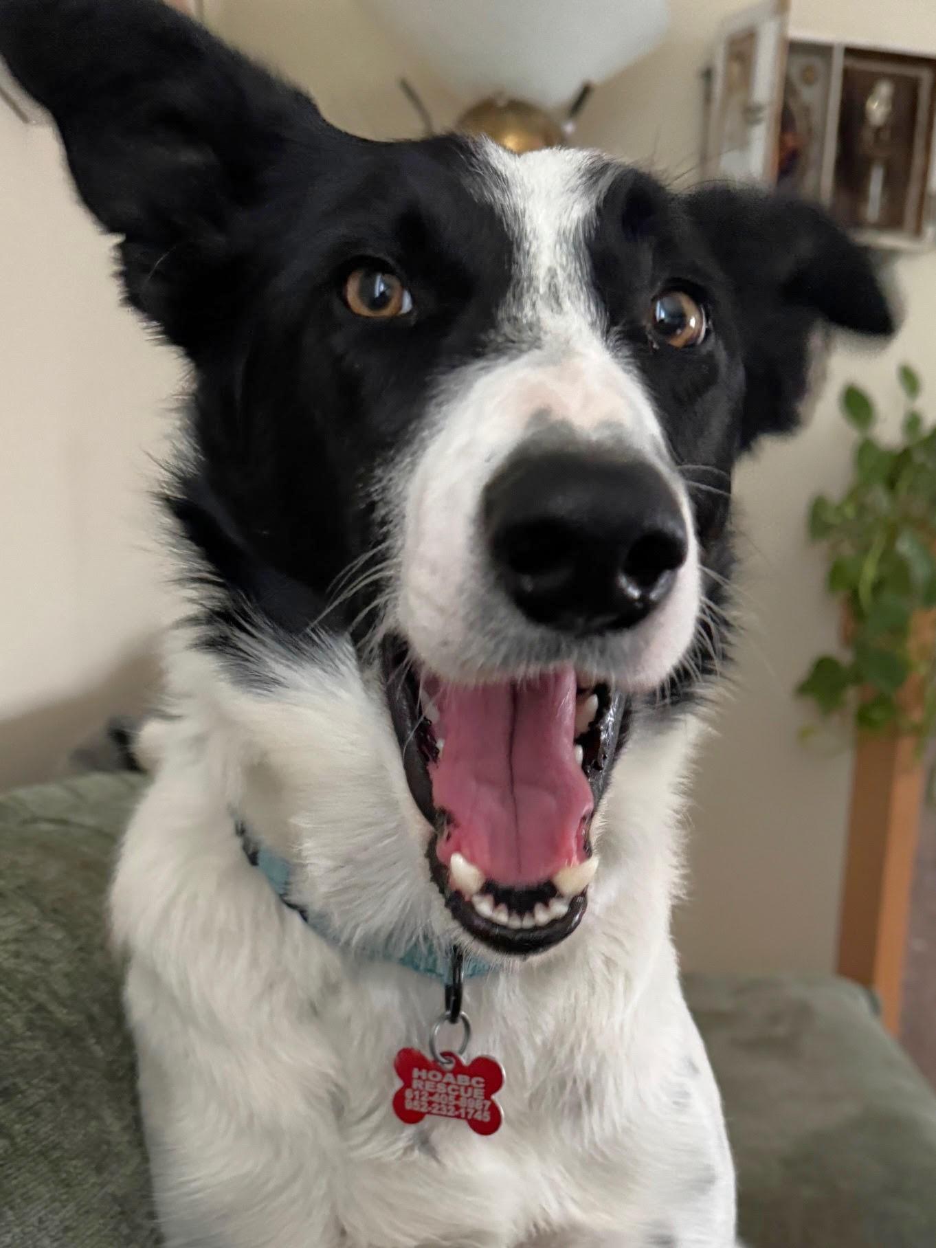 Cap, Adoptable, Adult Male Border Collie.
