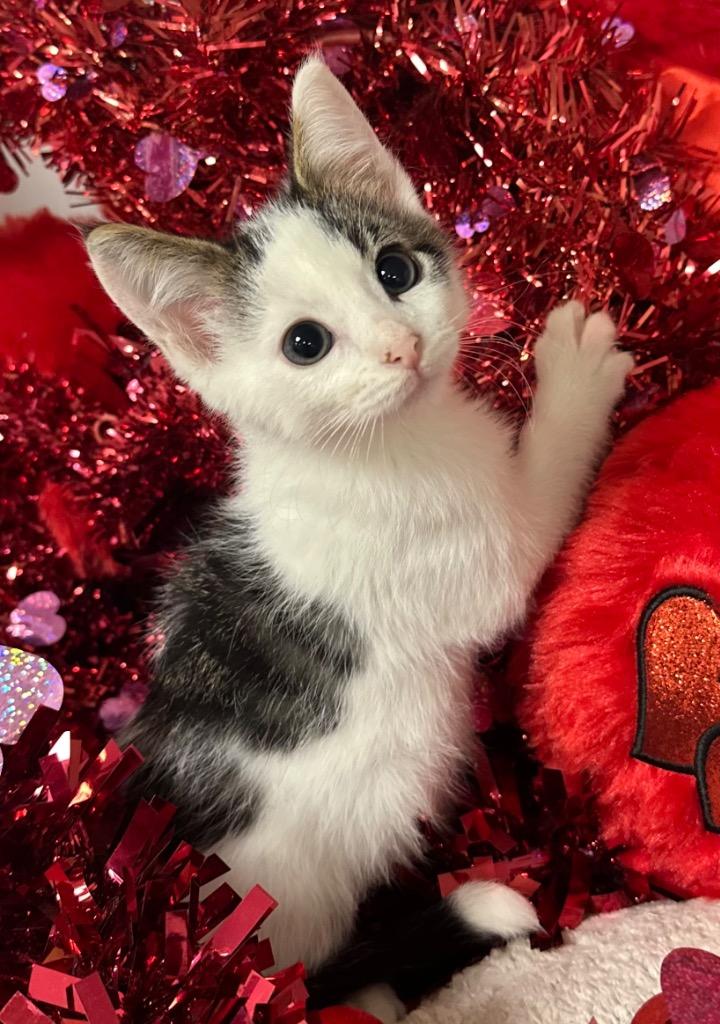 12/10/25 - Tips, Adopted, Kitten Male Domestic Short Hair.