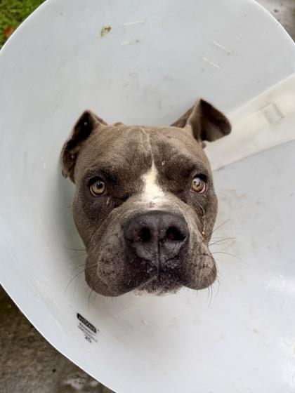 Judge Mathis, Adoptable, Adult Male Pit Bull Terrier & Mixed Breed.