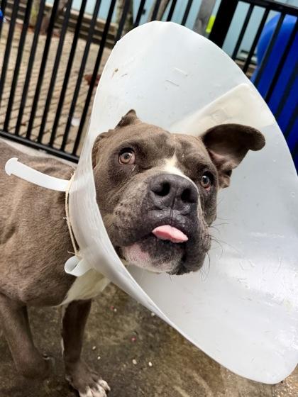 Enlarge Judge Mathis, a Adoptable mixed breed in New Orleans, LA image 2/2
