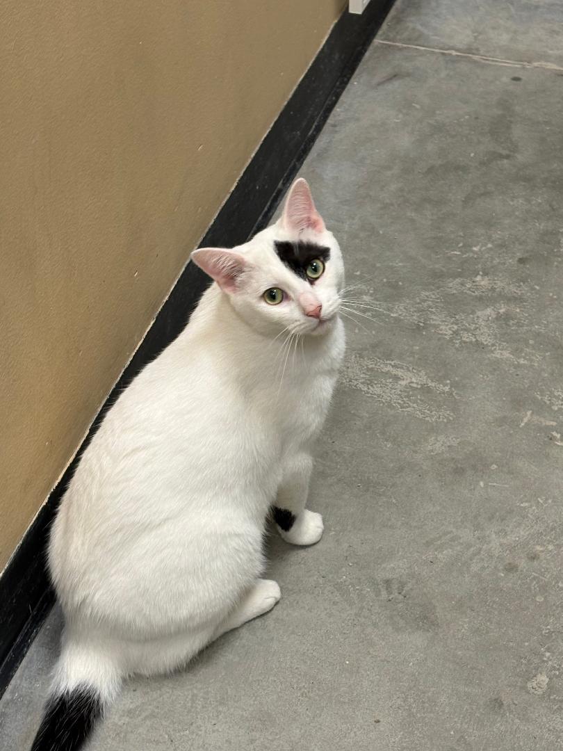 Oreo, a ADOPTABLE Domestic Short Hair in Ashland, VA image 3/6