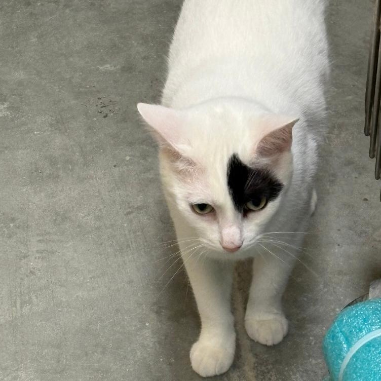 Oreo, a ADOPTABLE Domestic Short Hair in Ashland, VA image 6/6