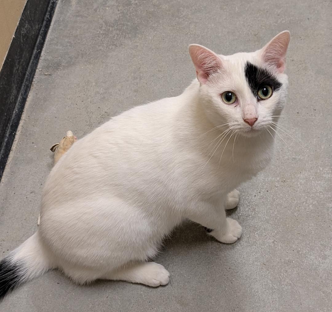 Oreo, ADOPTABLE, Young Male Domestic Short Hair.