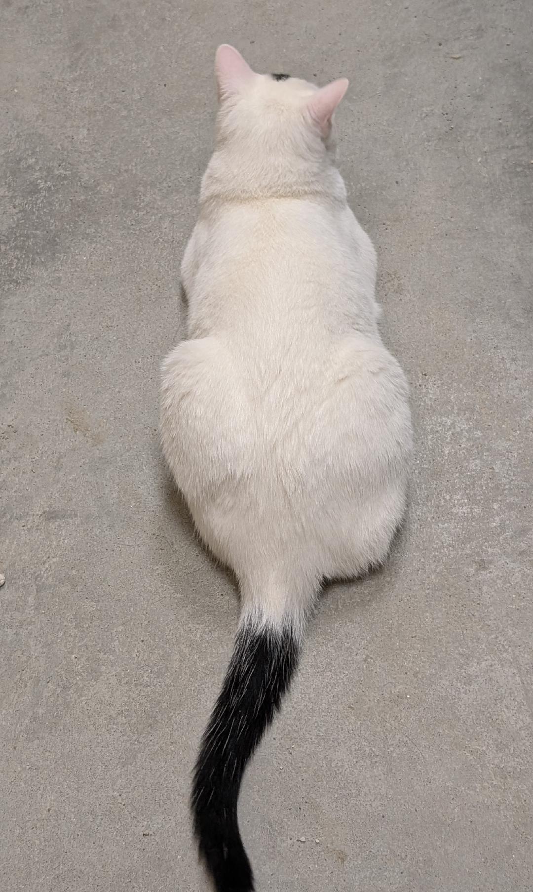 Oreo, a ADOPTABLE Domestic Short Hair in Ashland, VA image 5/6
