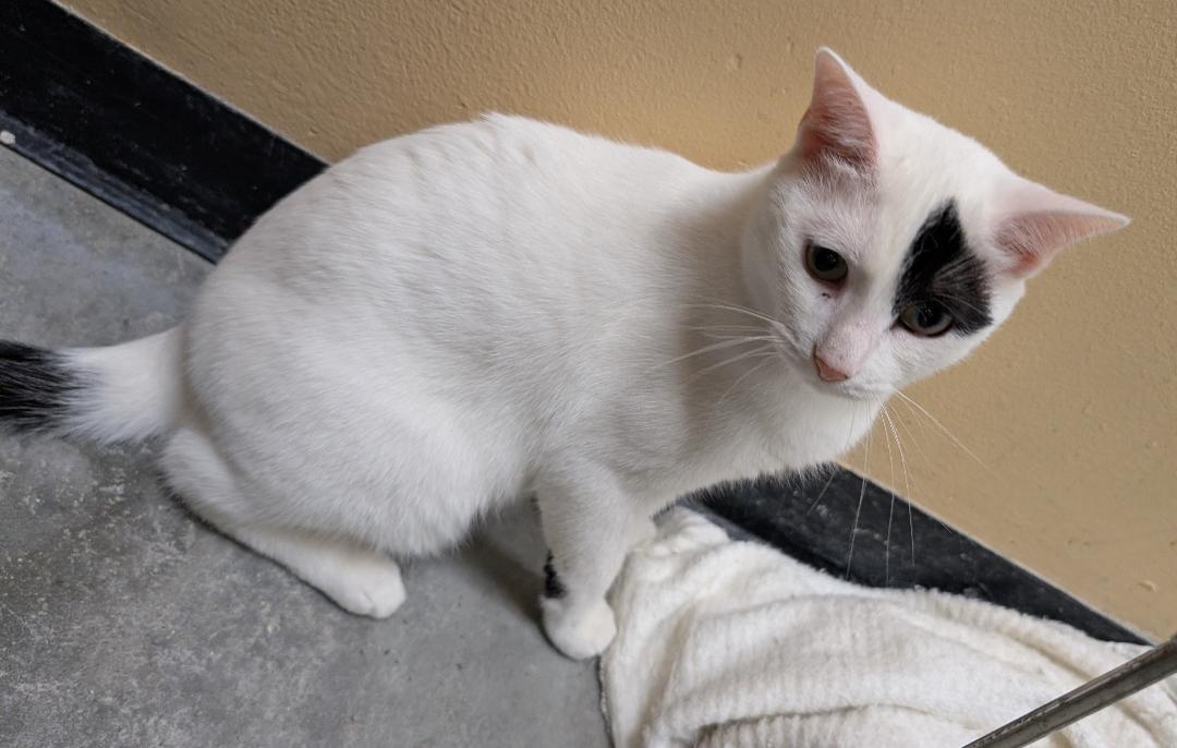 Oreo, a ADOPTABLE Domestic Short Hair in Ashland, VA image 2/6
