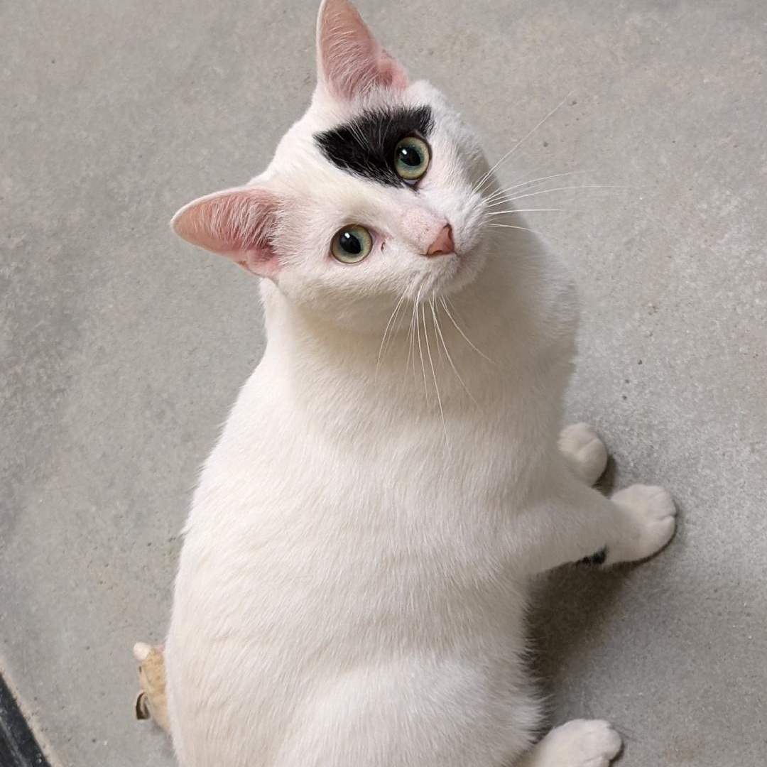 Oreo, a ADOPTABLE Domestic Short Hair in Ashland, VA image 4/6