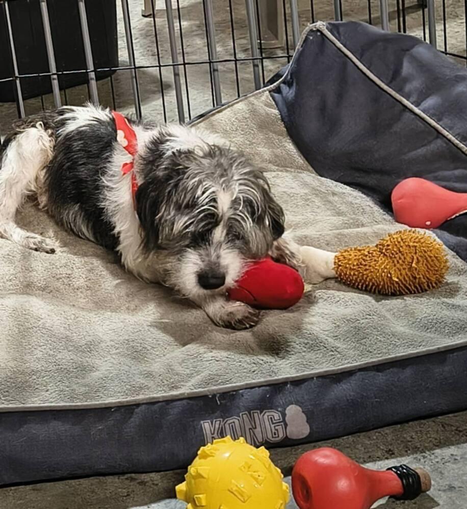 Georgia's Carter (Polly), Adoptable, Adult Male Terrier.