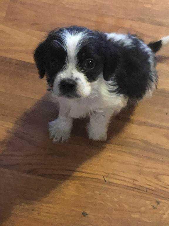 Georgia's Carter (Polly), Adoptable, Adult Male Terrier.