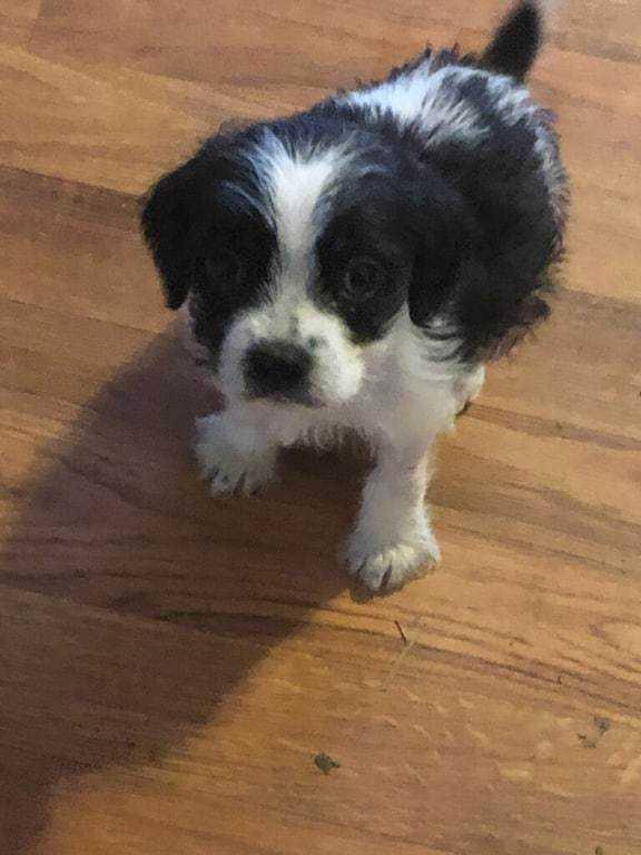 Enlarge Georgia's Carter (Polly), a Adoptable mixed breed in Aurora, IN image 2/6