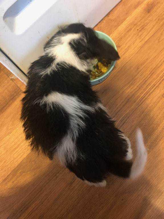 Enlarge Georgia's Carter (Polly), a Adoptable mixed breed in Aurora, IN image 3/6