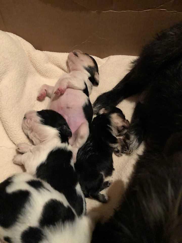 Enlarge Georgia's Carter (Polly), a Adoptable mixed breed in Aurora, IN image 4/6