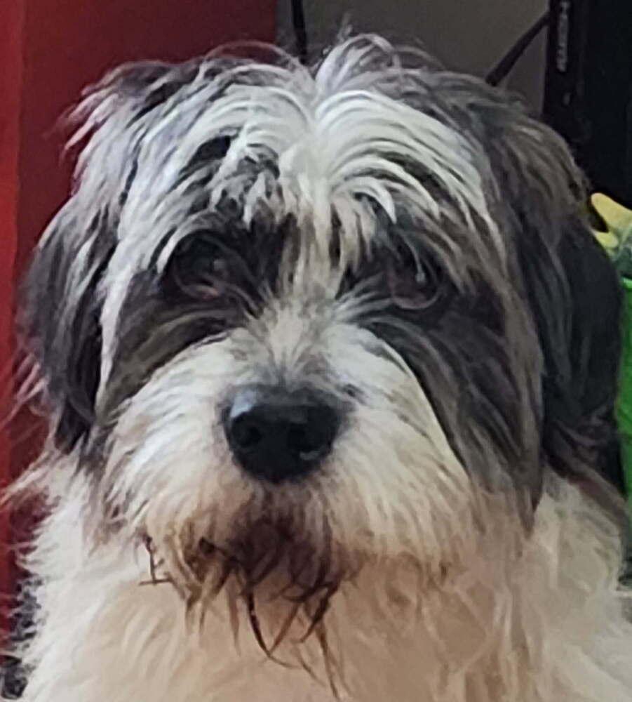 Enlarge Georgia's Carter (Polly), a Adoptable mixed breed in Aurora, IN image 5/6