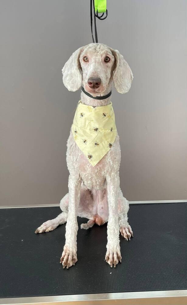 Enlarge Journey, a Adoptable Standard Poodle in Aurora, CO image 1/1