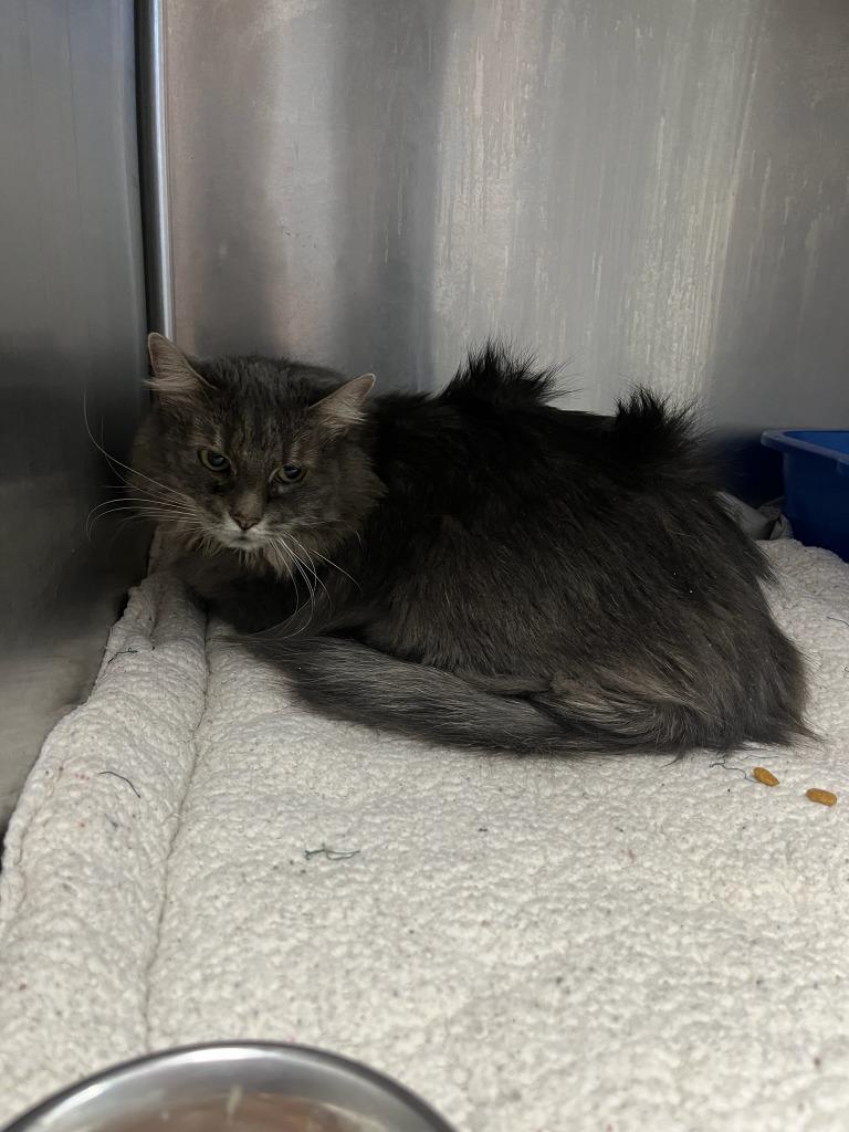 Bell, Adoptable, Adult Female Domestic Medium Hair.