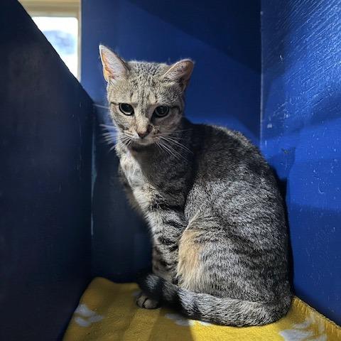 Enlarge Bella, a Adoptable Domestic Short Hair in Indianapolis, IN image 1/3