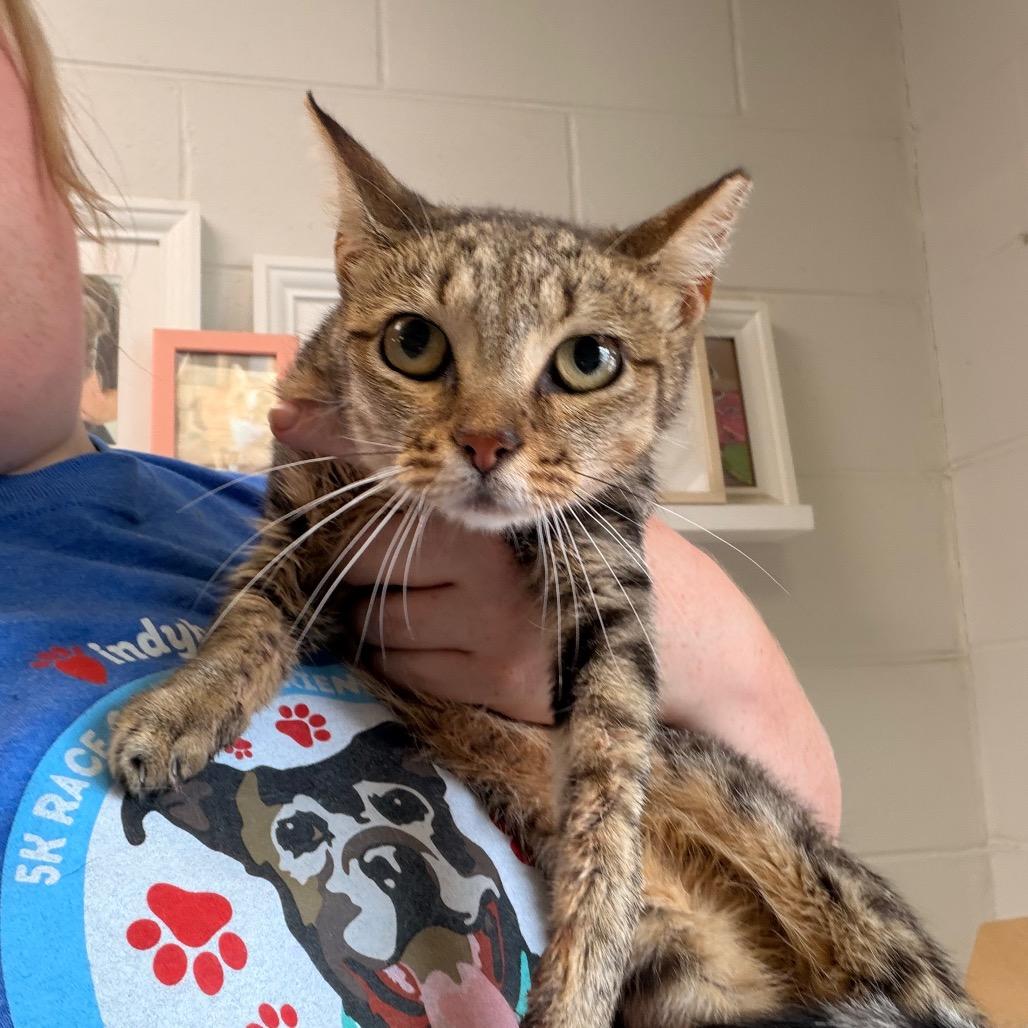Enlarge Bella, a Adoptable Domestic Short Hair in Indianapolis, IN image 2/3