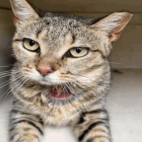 Enlarge Bella, a Adoptable Domestic Short Hair in Indianapolis, IN image 3/3