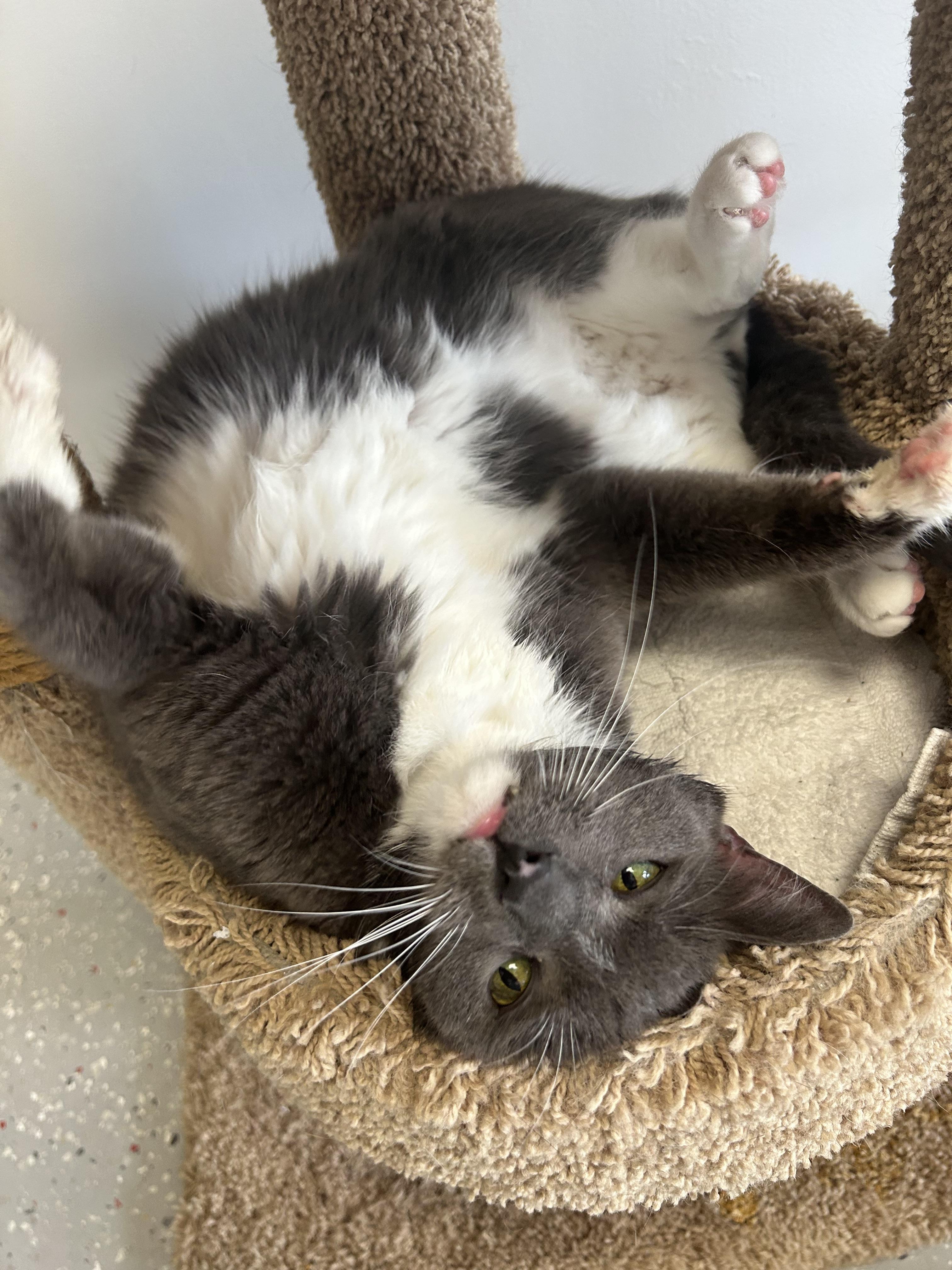 Bertha, a Adoptable Domestic Short Hair in Lansing, MI image 1/5
