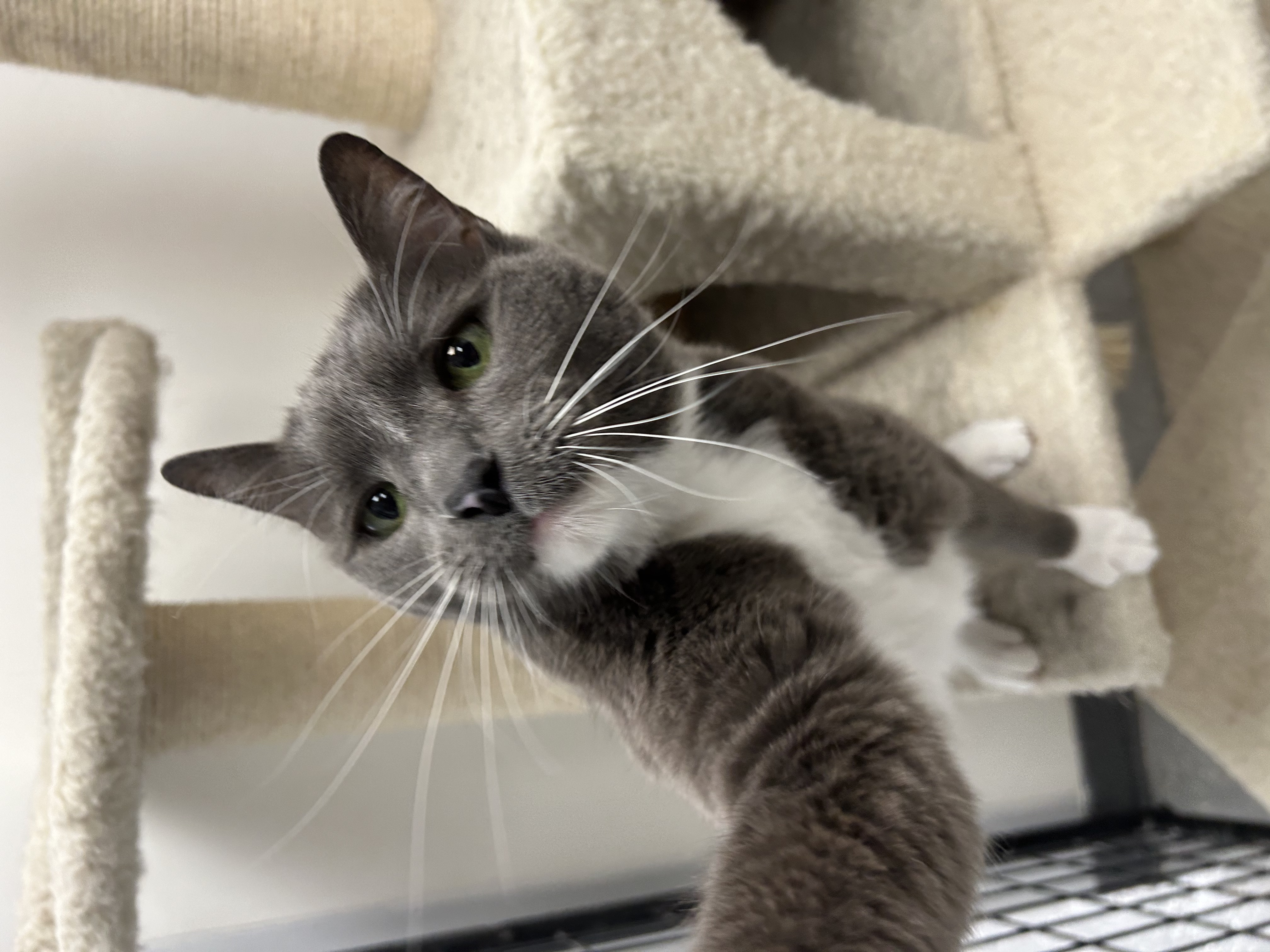 Bertha, a Adoptable Domestic Short Hair in Lansing, MI image 5/5