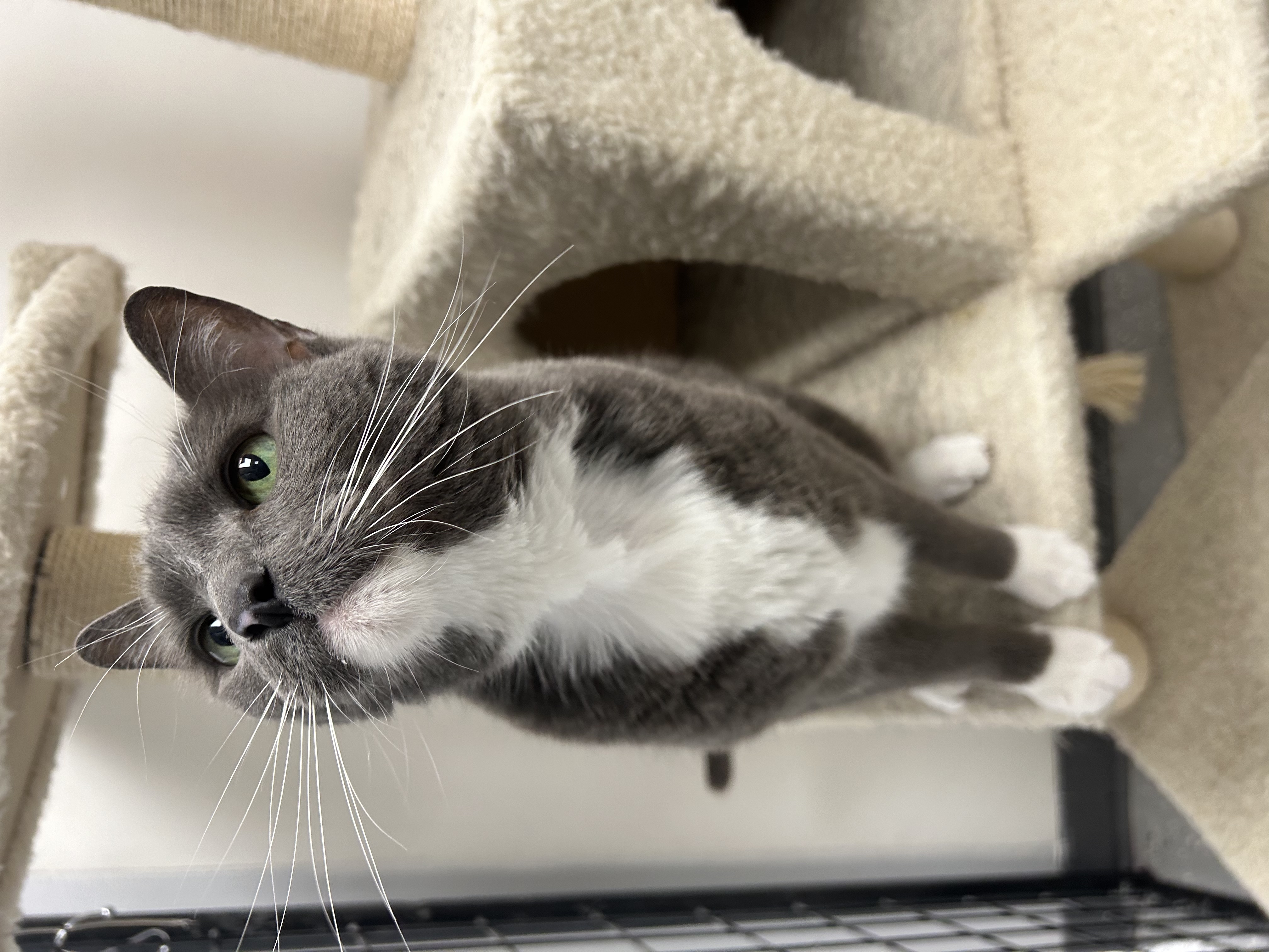 Bertha, a Adoptable Domestic Short Hair in Lansing, MI image 4/5