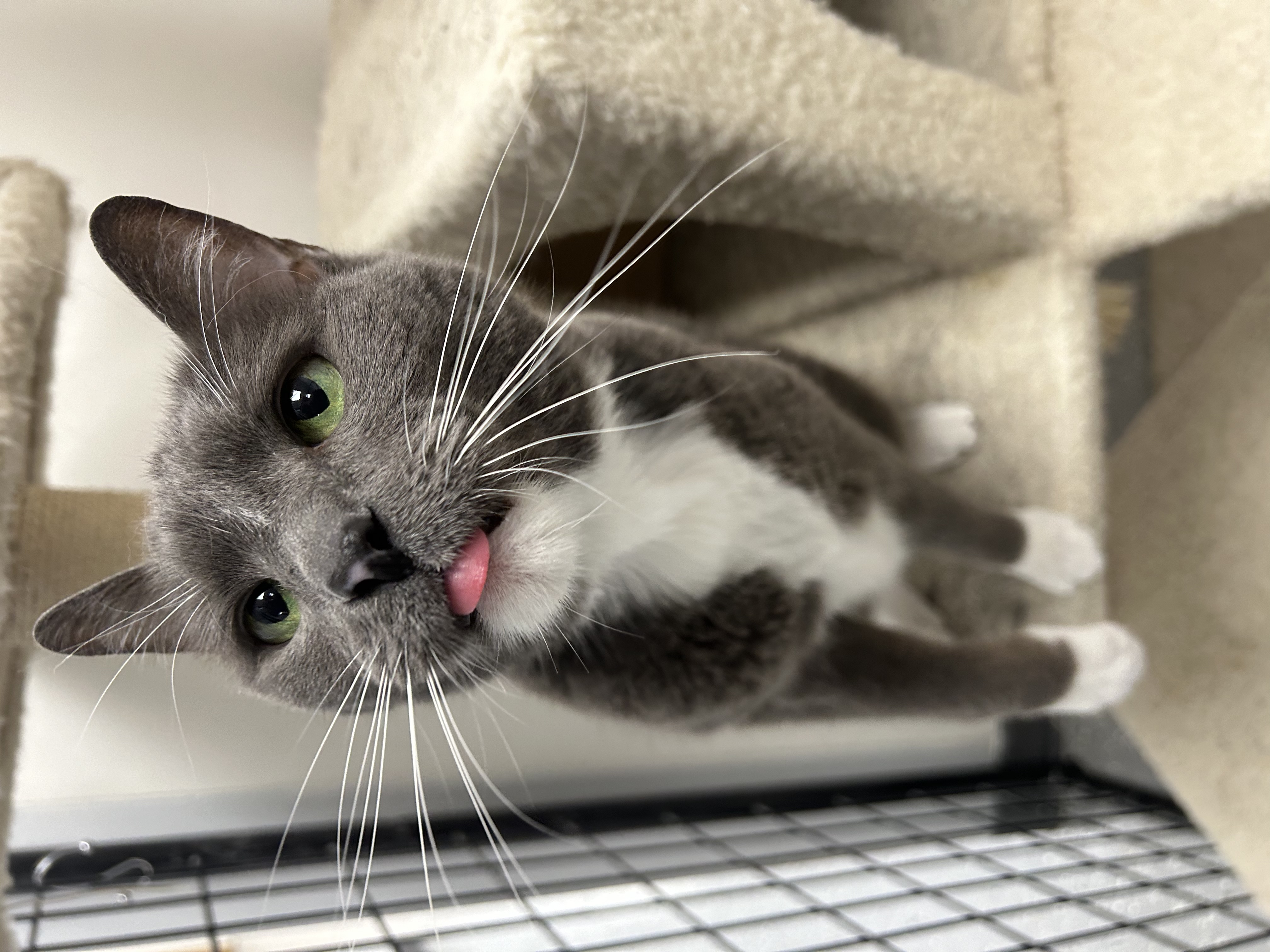Bertha, a Adoptable Domestic Short Hair in Lansing, MI image 3/5