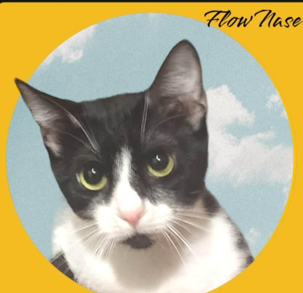 Enlarge Flow Nase, a Adoptable mixed breed in El Dorado, AR image 1/1