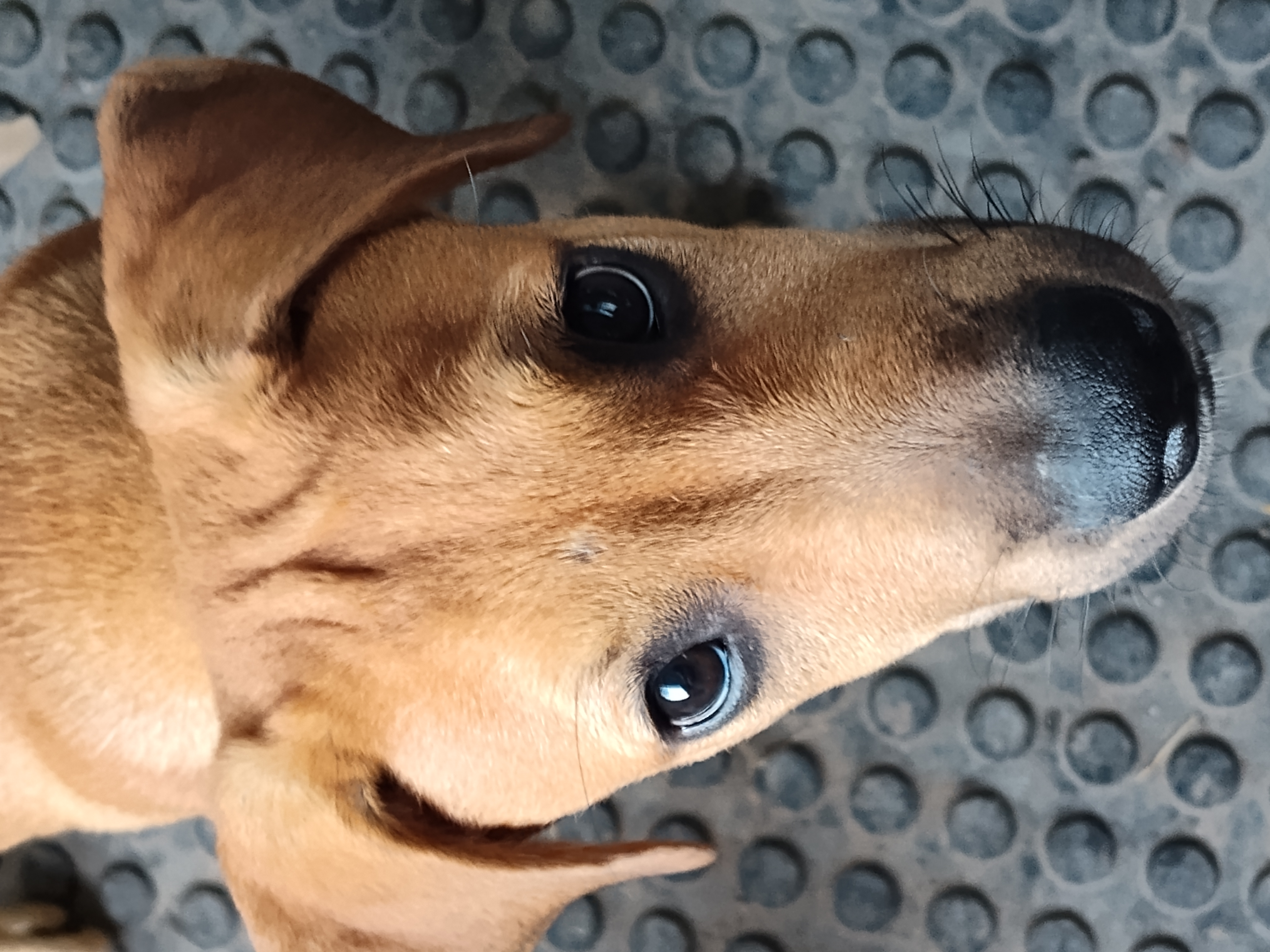 Carmelo, an adoptable Coonhound in Harlingen, TX, 78550 | Photo Image 3