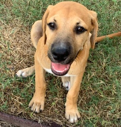Carmelo, an adoptable Coonhound in Harlingen, TX, 78550 | Photo Image 6