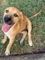 Carmelo, an adoptable Coonhound in Harlingen, TX, 78550 | Photo Image 2