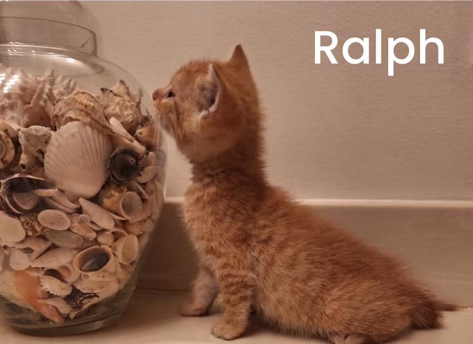 Ralph, adopted, Kitten Male Domestic Short Hair.