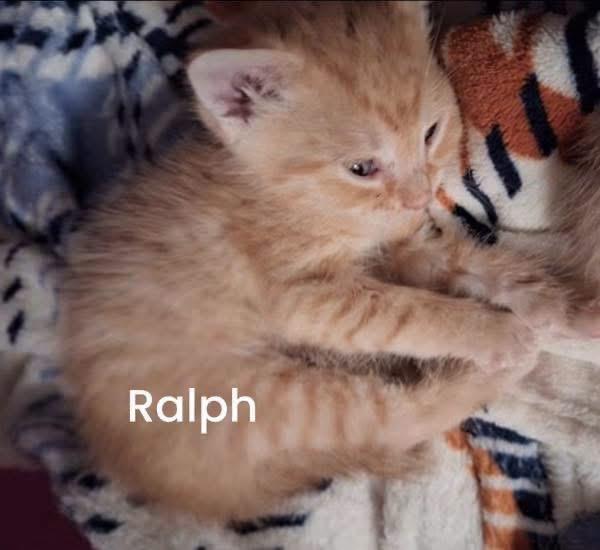 Ralph, an adopted Domestic Short Hair in Turnersville, NJ image 2/3