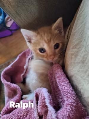 Ralph, an adopted Domestic Short Hair in Turnersville, NJ image 3/3