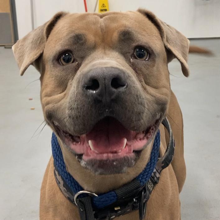 Moxxi, Adoptable, Adult Female Terrier & Mixed Breed.