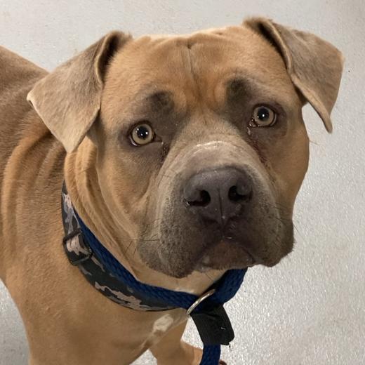 Enlarge Moxxi, a Adoptable mixed breed in West Chester, PA image 2/6