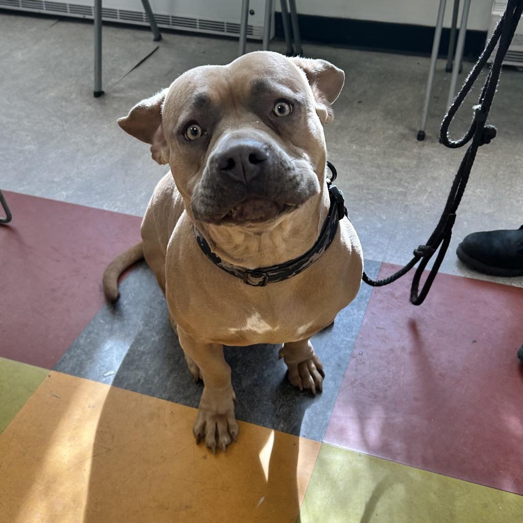 Enlarge Moxxi, a Adoptable mixed breed in West Chester, PA image 3/6