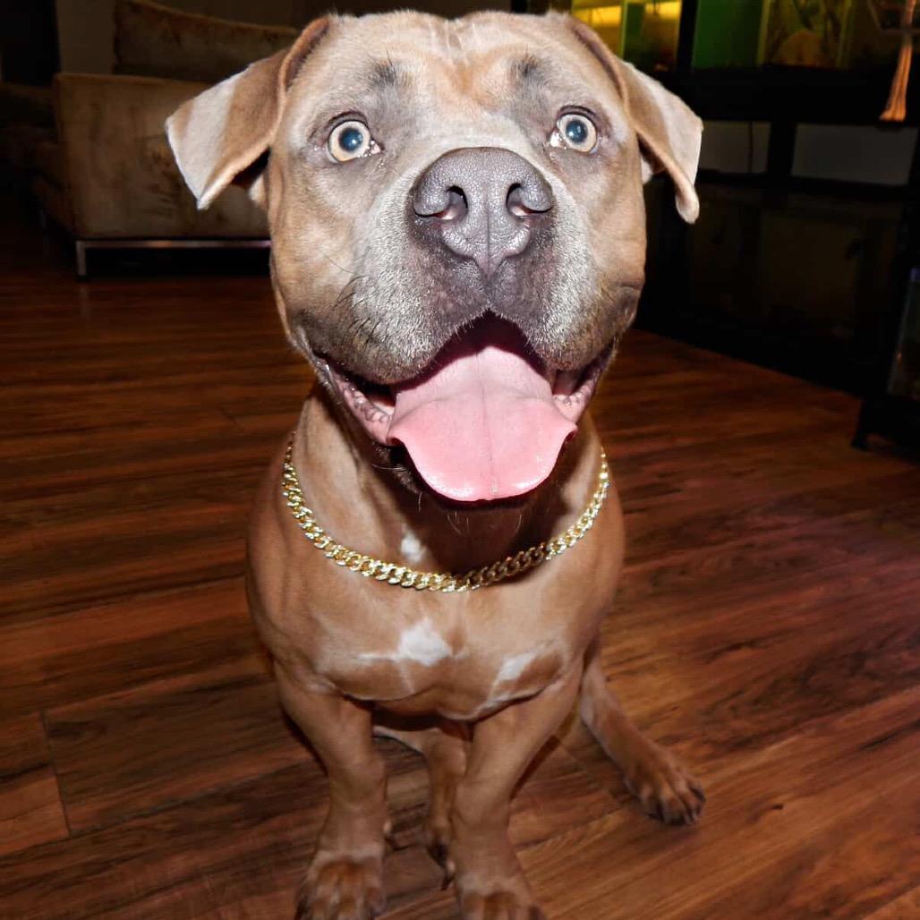 Enlarge Moxxi, a Adoptable mixed breed in West Chester, PA image 4/6