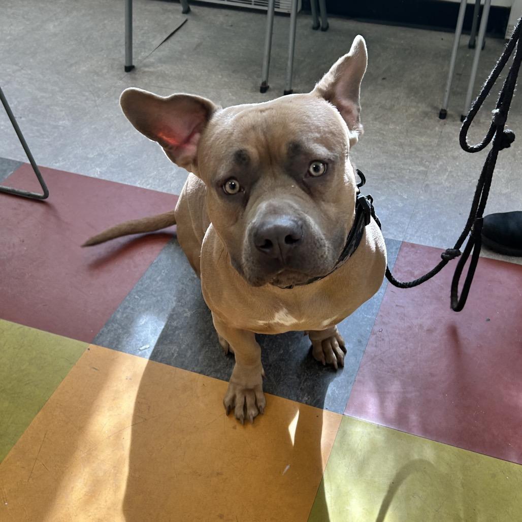 Enlarge Moxxi, a Adoptable mixed breed in West Chester, PA image 5/6