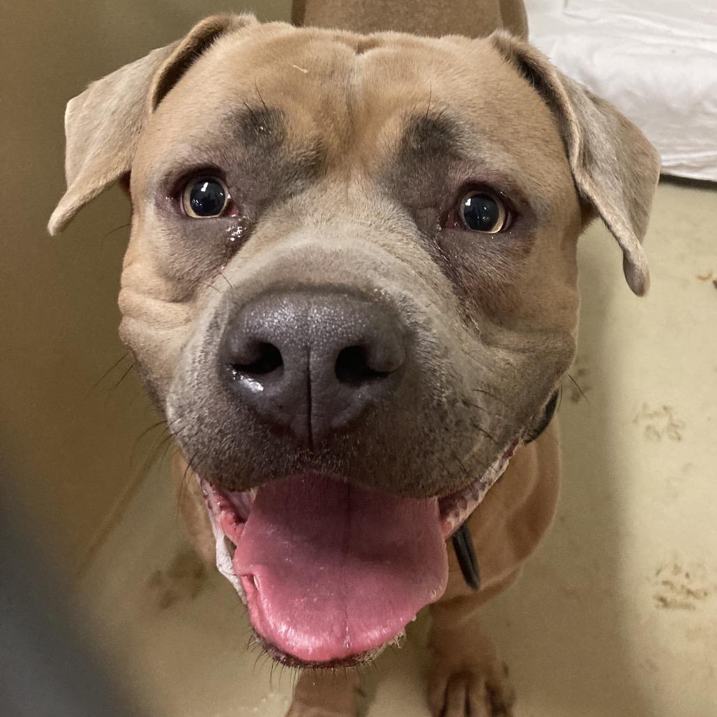 Enlarge Moxxi, a Adoptable mixed breed in West Chester, PA image 6/6