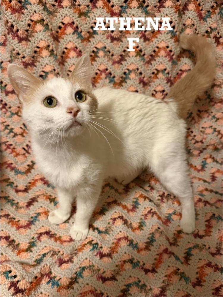 Athena, Adoptable, Young Female Domestic Short Hair.