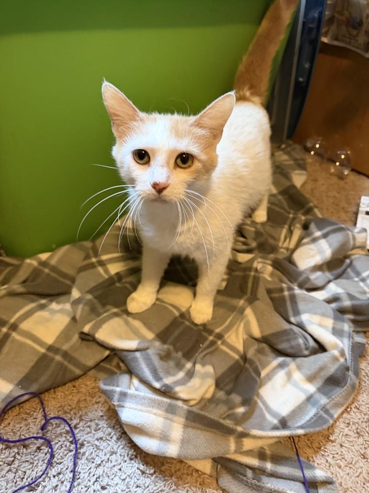 Athena, a Adoptable mixed breed in Plumerville, AR image 3/3