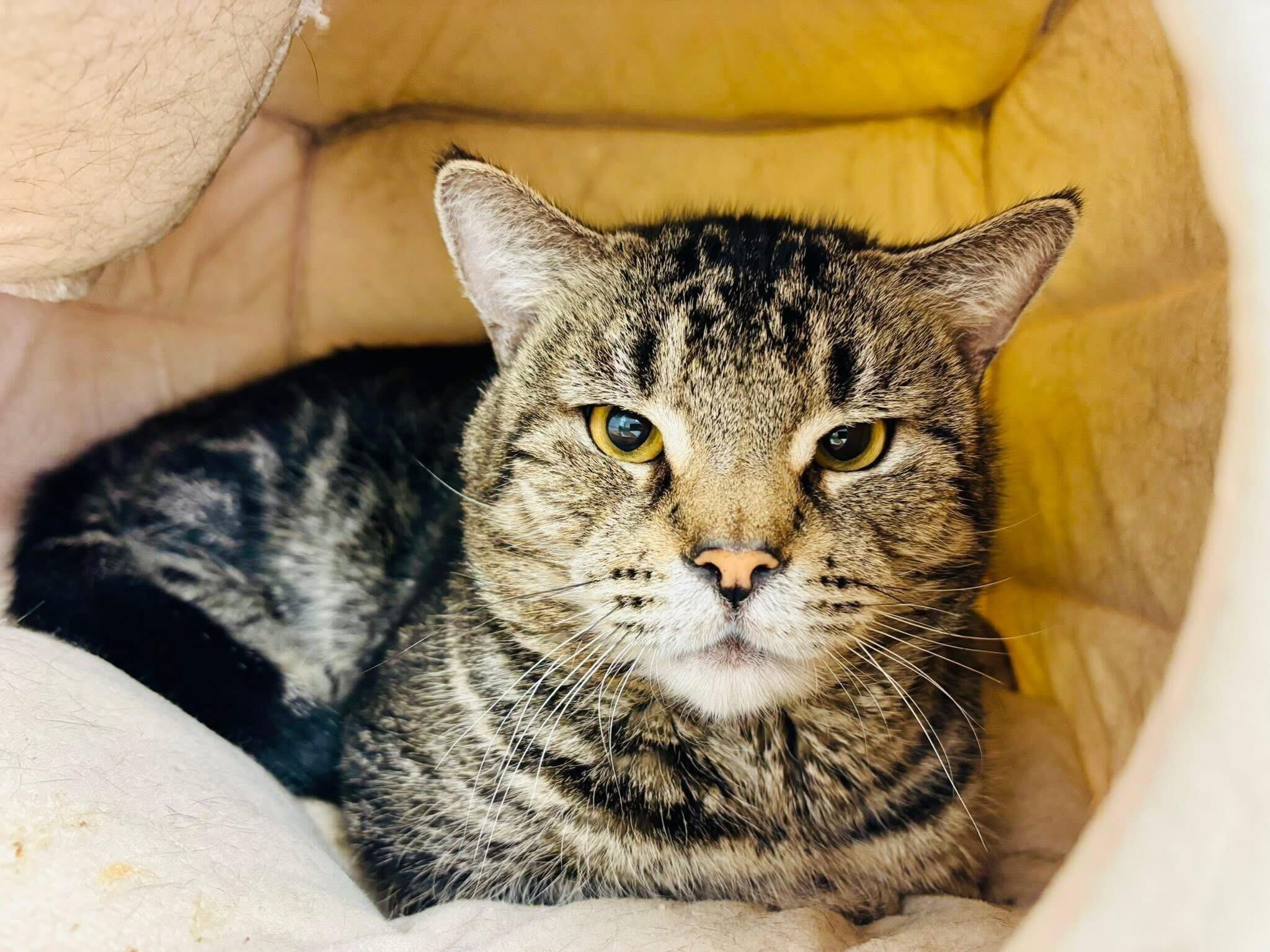 Enlarge Vermin Supreme- shy guy, a ADOPTABLE Domestic Short Hair in Manchester, NH image 1/2